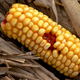 Image for article titled Breakthrough technique lets scientists grow drugs on your corn